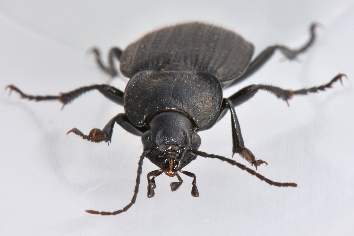 Carabidae: Licinus punctatulus? o granulatus? no, silphoides